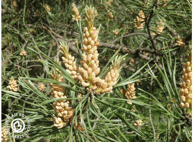 Pinus sylvestris